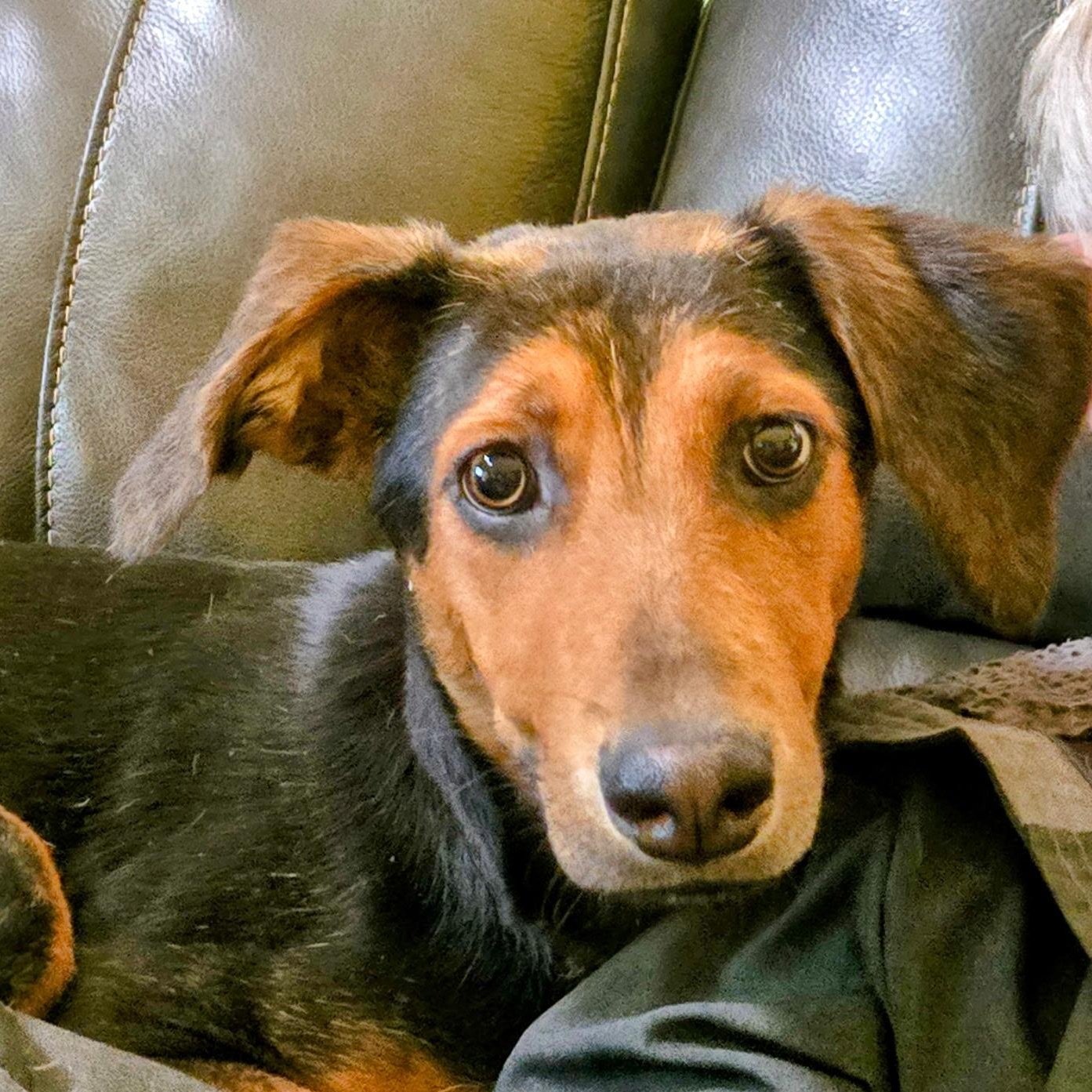 Lalita, a Adoptable mixed breed in Waxhaw, NC image 2/5