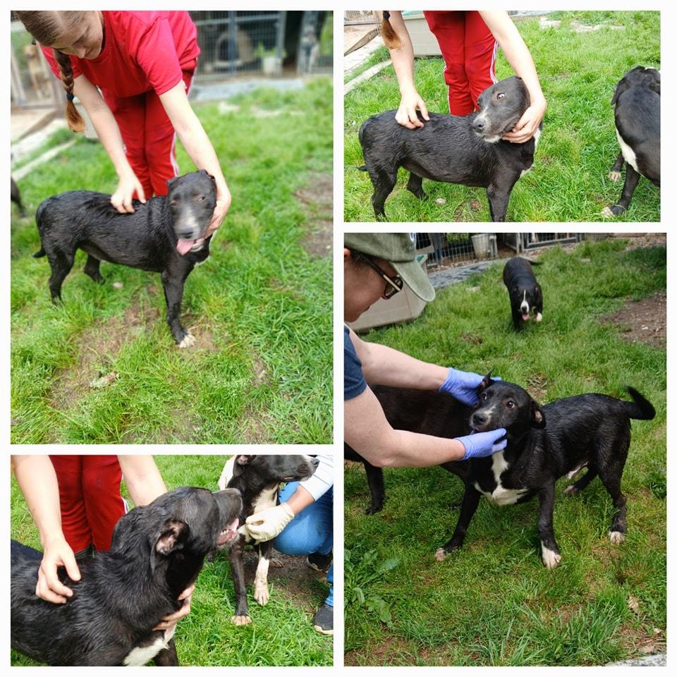 McScruff, Adoptable, Puppy Male Pit Bull Terrier.