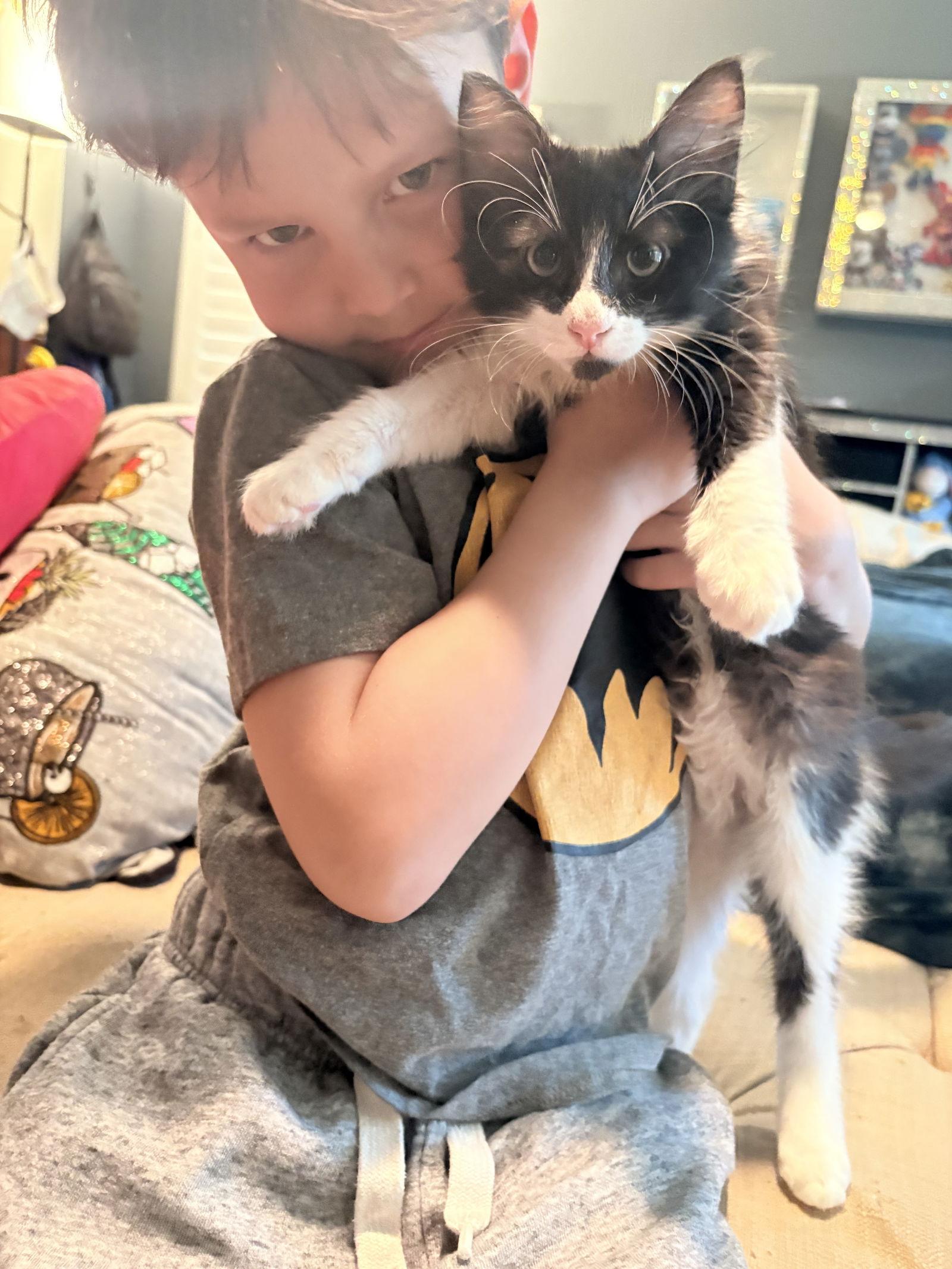 CP ( Christina ), a Adoptable Tuxedo in Vallejo, CA image 1/3