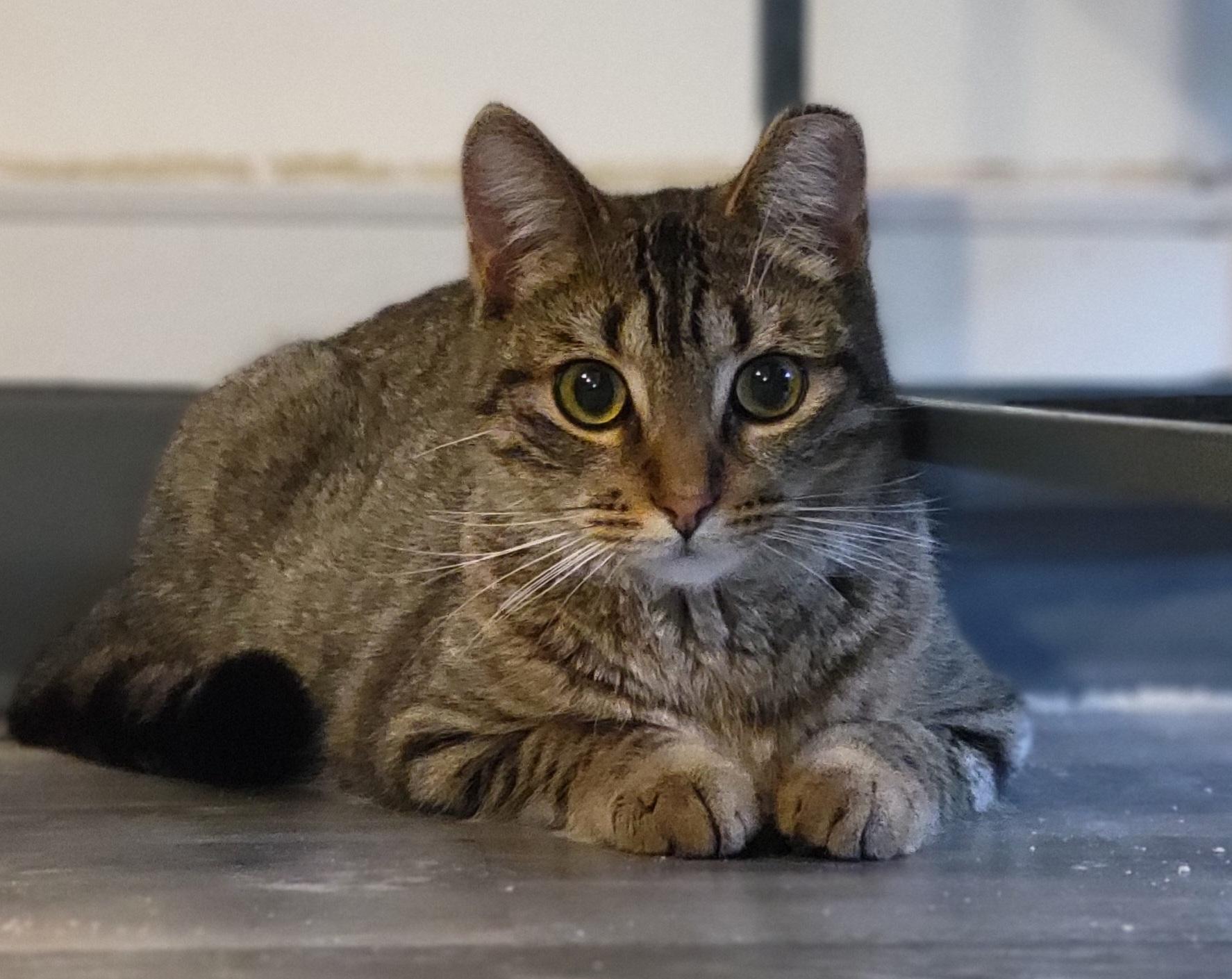 Royal Oak, a Adoptable Domestic Short Hair in Swartz Creek, MI image 4/5