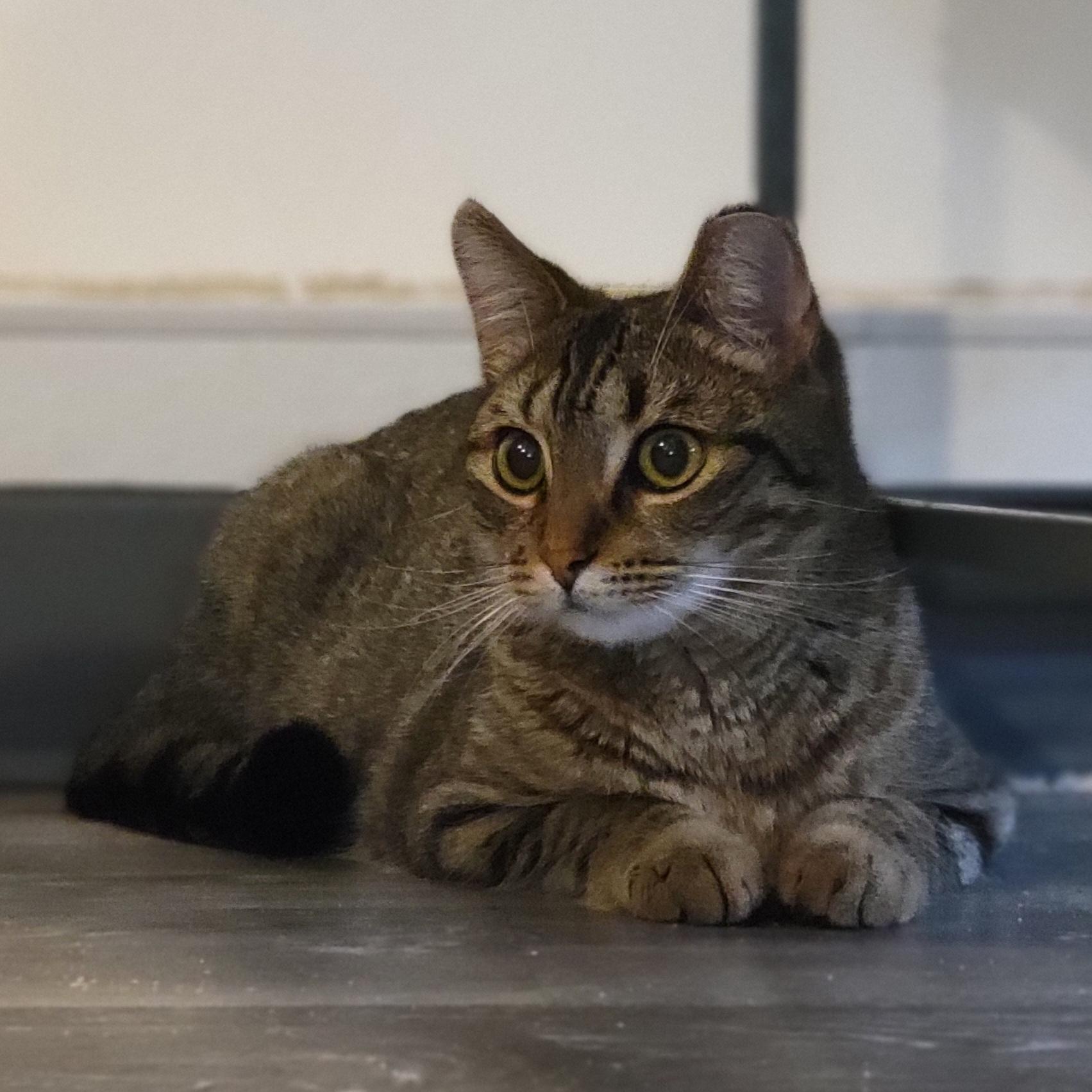 Royal Oak, a Adoptable Domestic Short Hair in Swartz Creek, MI image 2/5