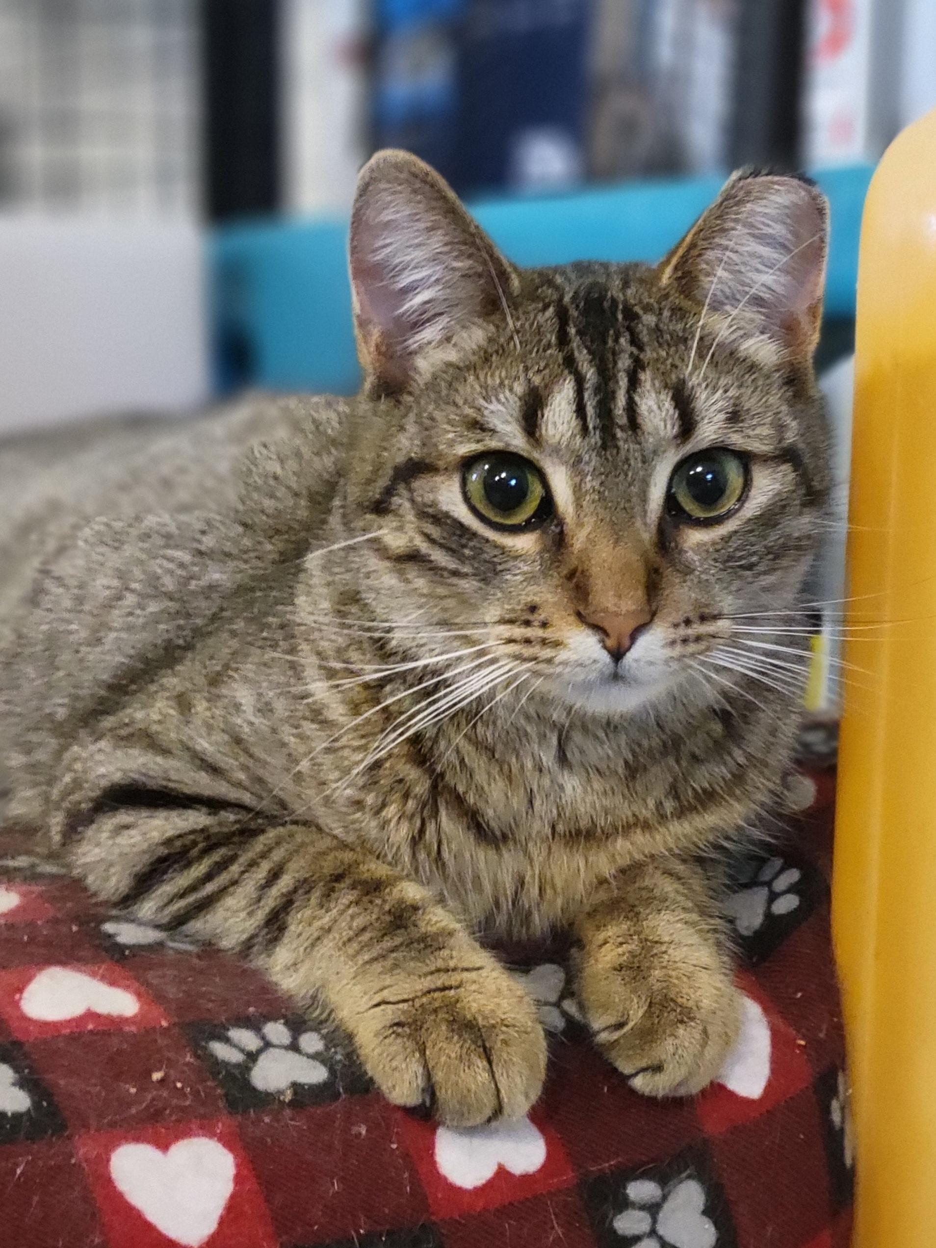 Royal Oak, Adoptable, Kitten Male Domestic Short Hair.