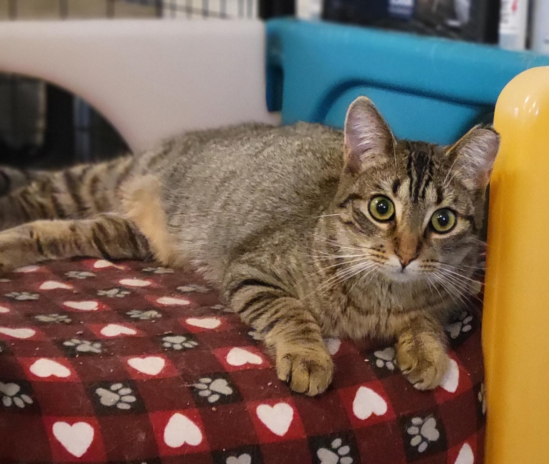 Royal Oak, a Adoptable Domestic Short Hair in Swartz Creek, MI image 5/5