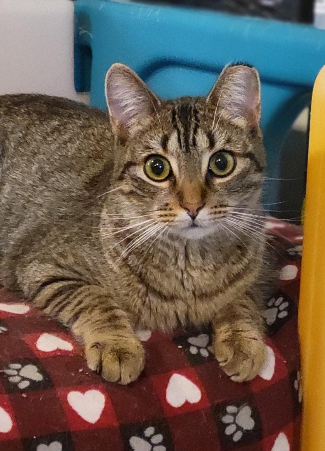 Royal Oak, a Adoptable Domestic Short Hair in Swartz Creek, MI image 3/5
