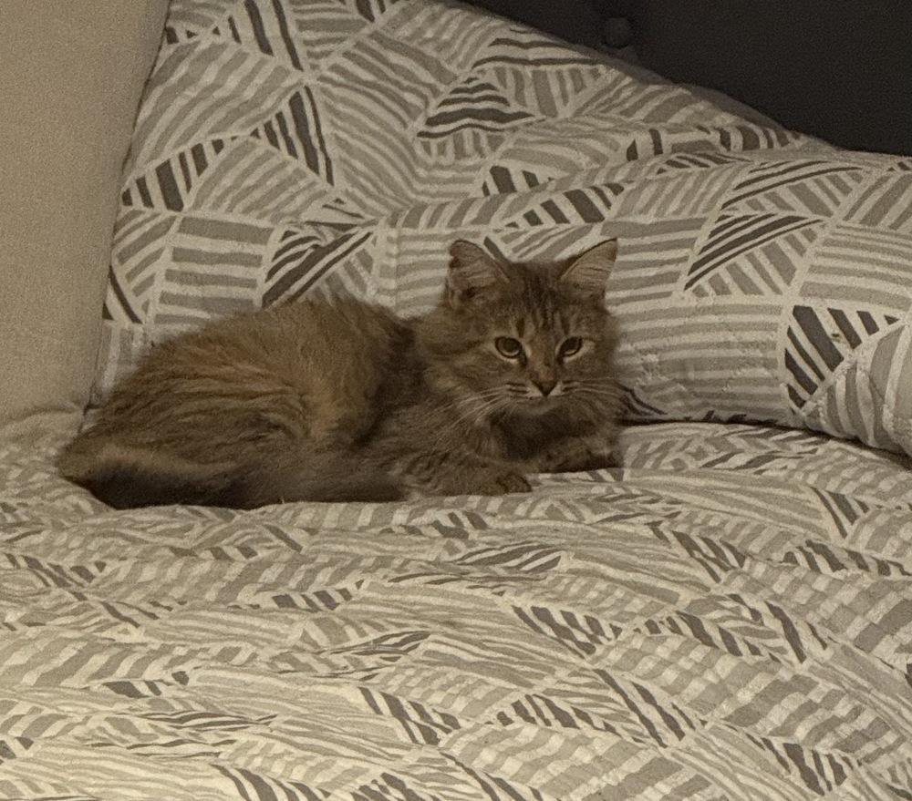 Rosie, Adoptable, Young Female Domestic Long Hair.