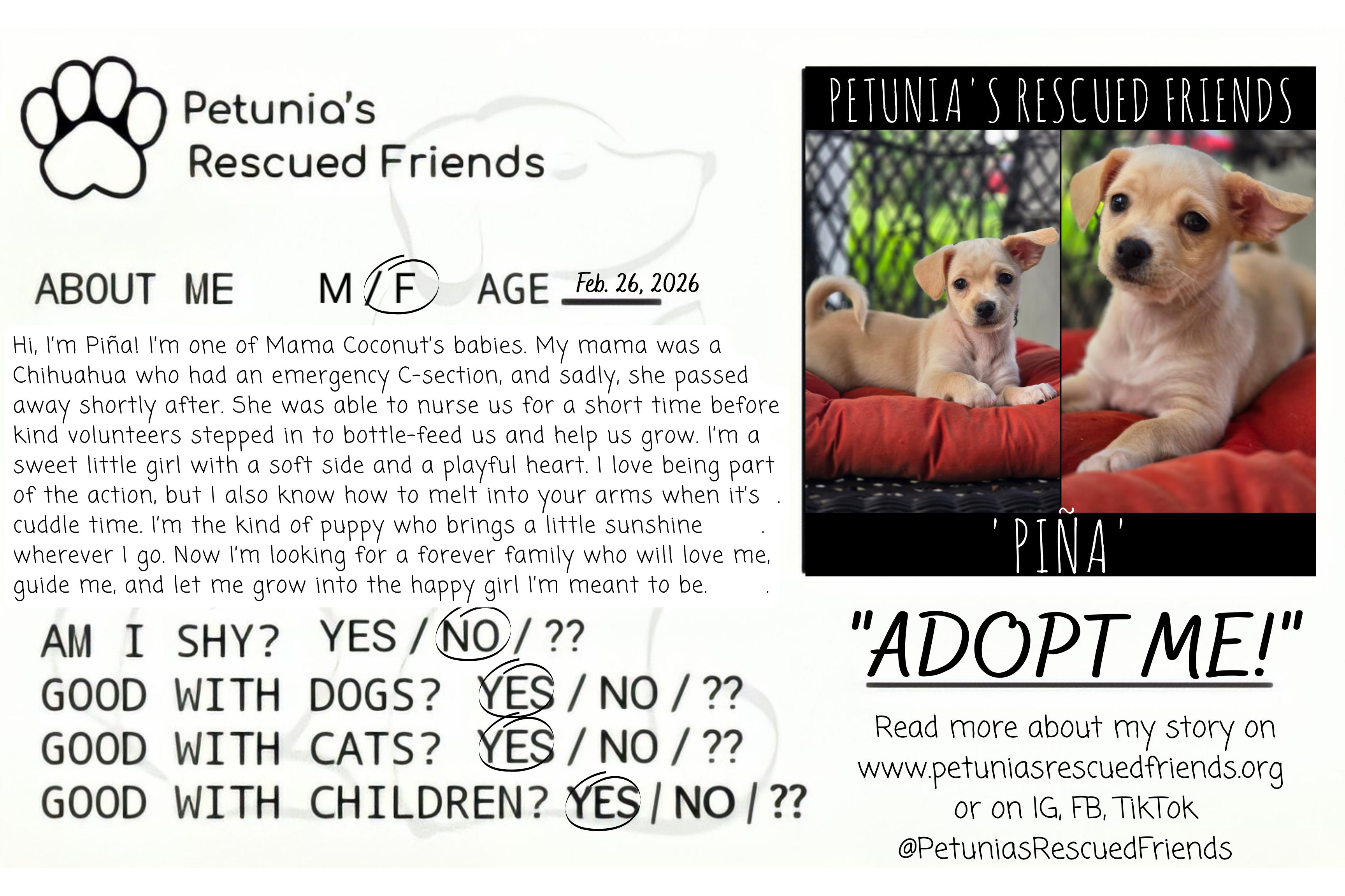 Enlarge Pina, an adopted mixed breed in Castroville, TX image 2/2