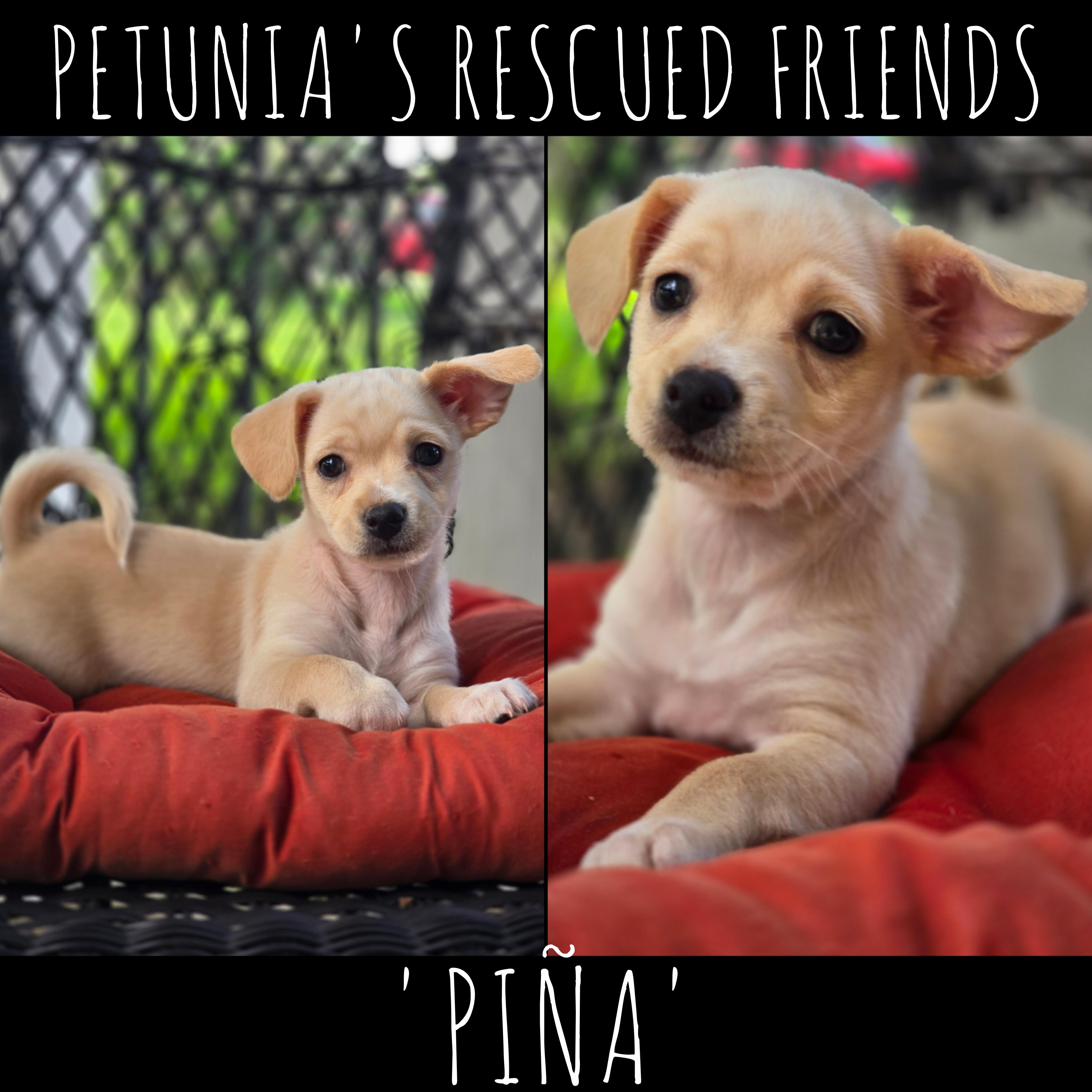 Pina, adopted, Puppy Female Chihuahua.