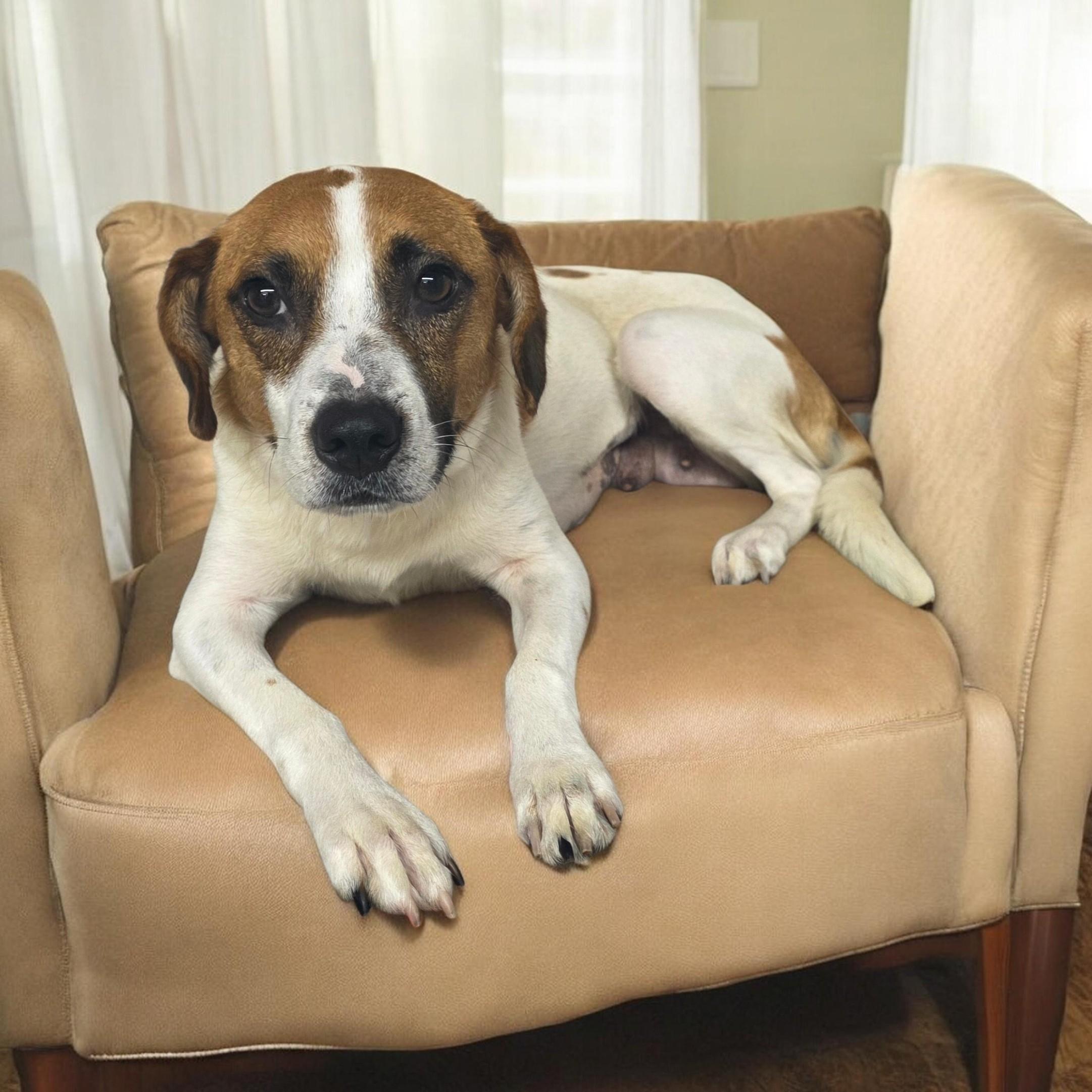Shelly, ADOPTABLE, Adult Female Beagle.