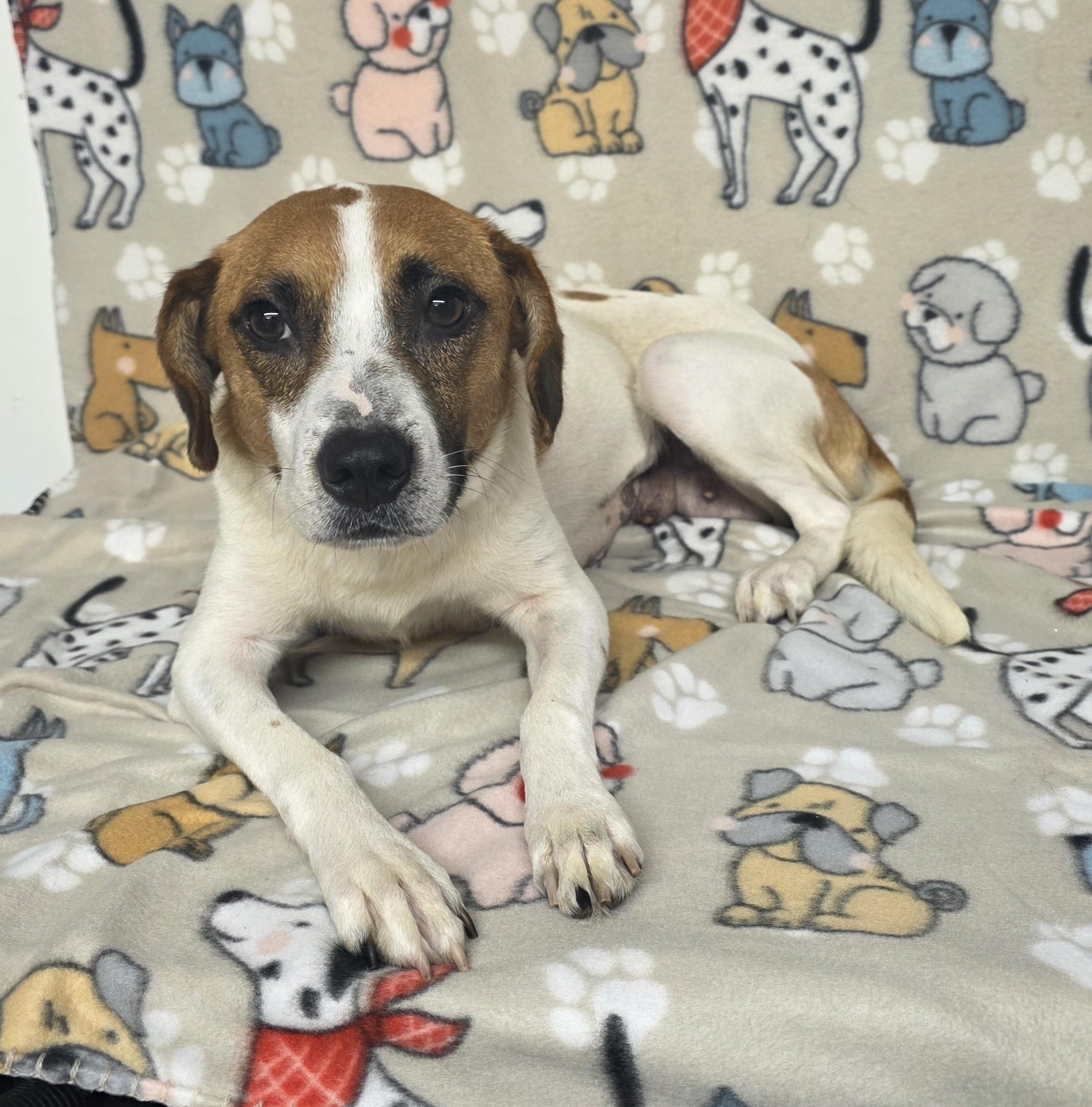 Enlarge Shelly, a ADOPTABLE mixed breed in Dallas, GA image 1/1