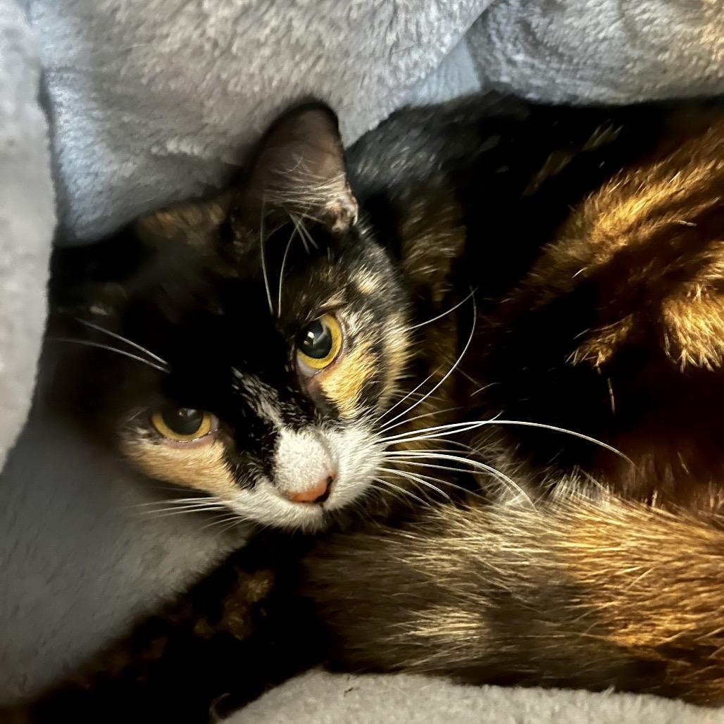 Shylo, Adoptable, Young Female Domestic Short Hair & Domestic Short Hair.