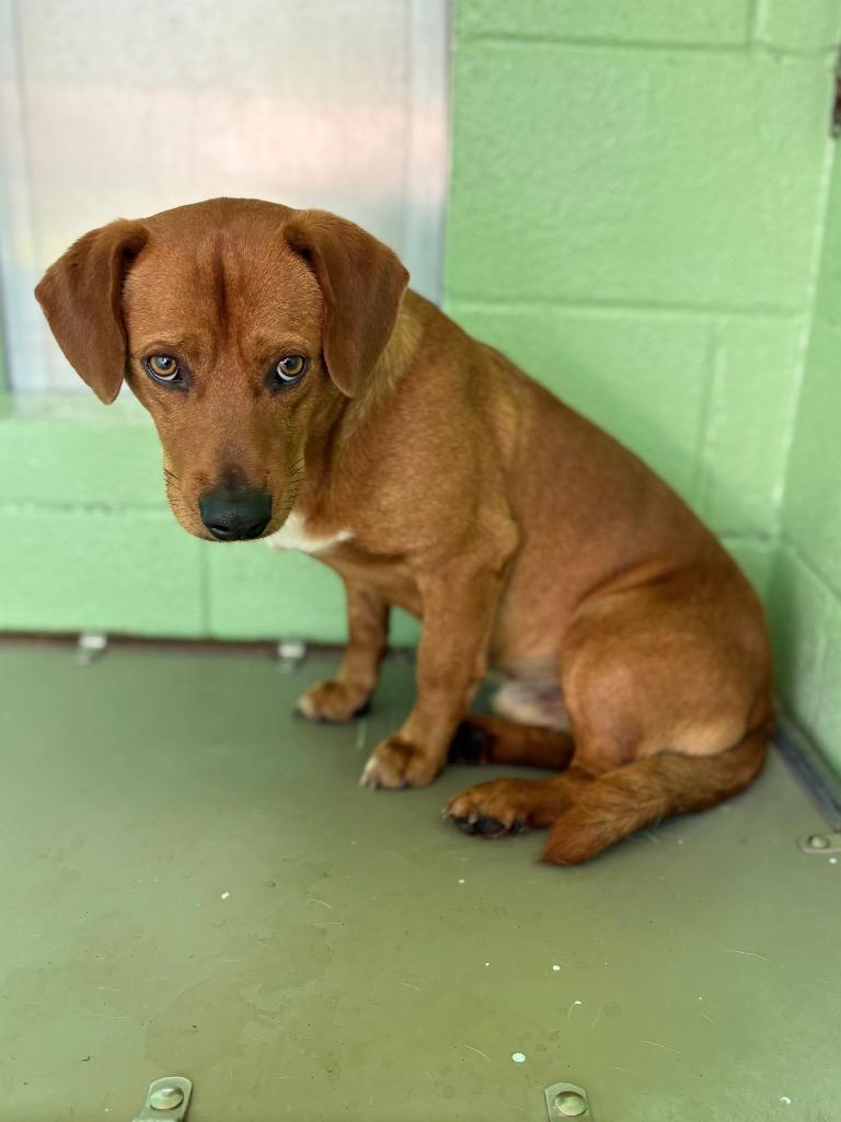 Chef, Adoptable, Adult Male Dachshund.