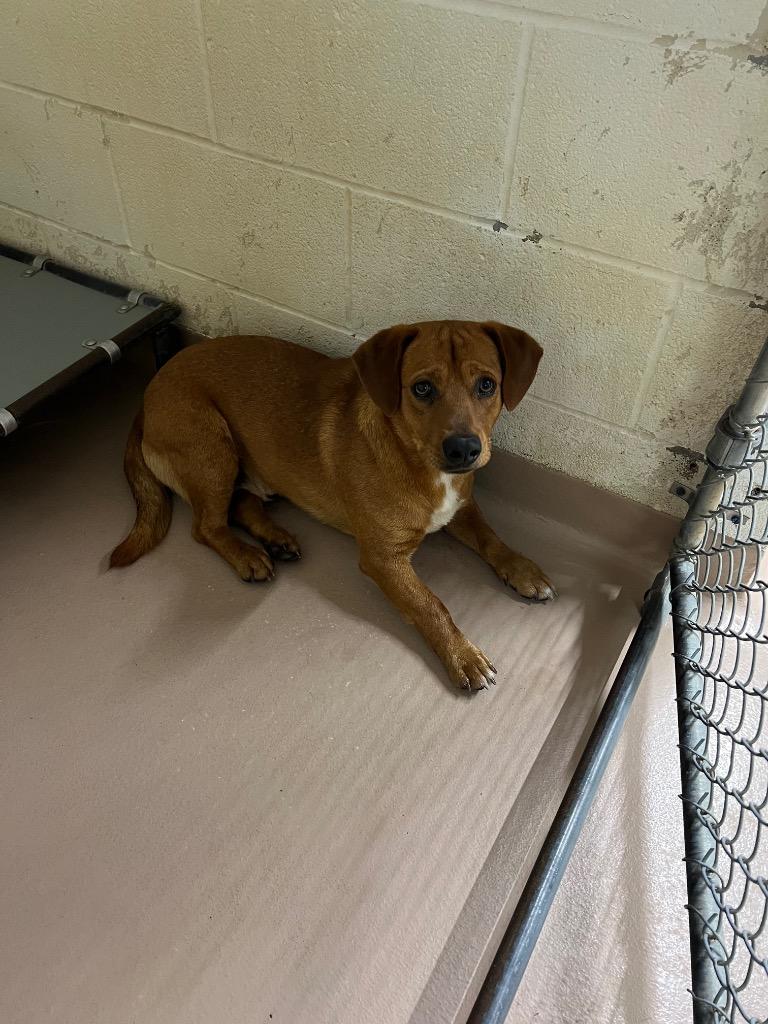 Enlarge Chef, a Adoptable mixed breed in Nacogdoches, TX image 2/3