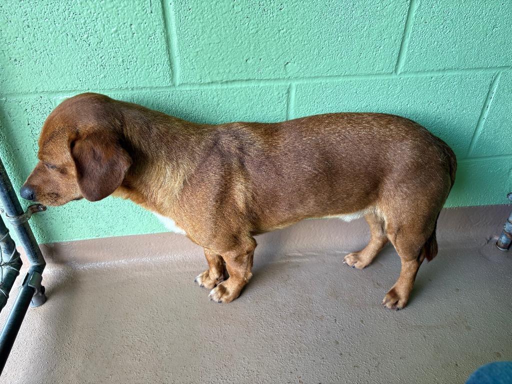 Enlarge Chef, a Adoptable mixed breed in Nacogdoches, TX image 3/3