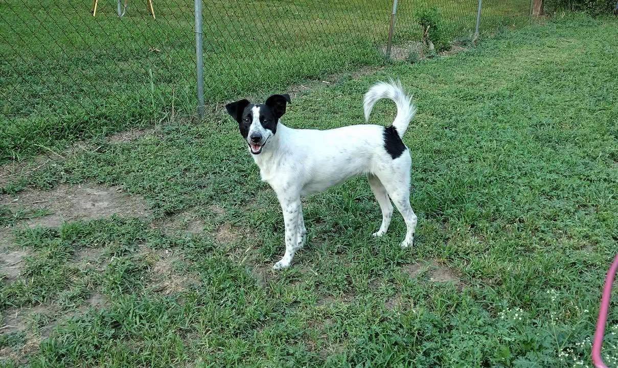 Lilly, Adoptable, Adult Female Border Collie.