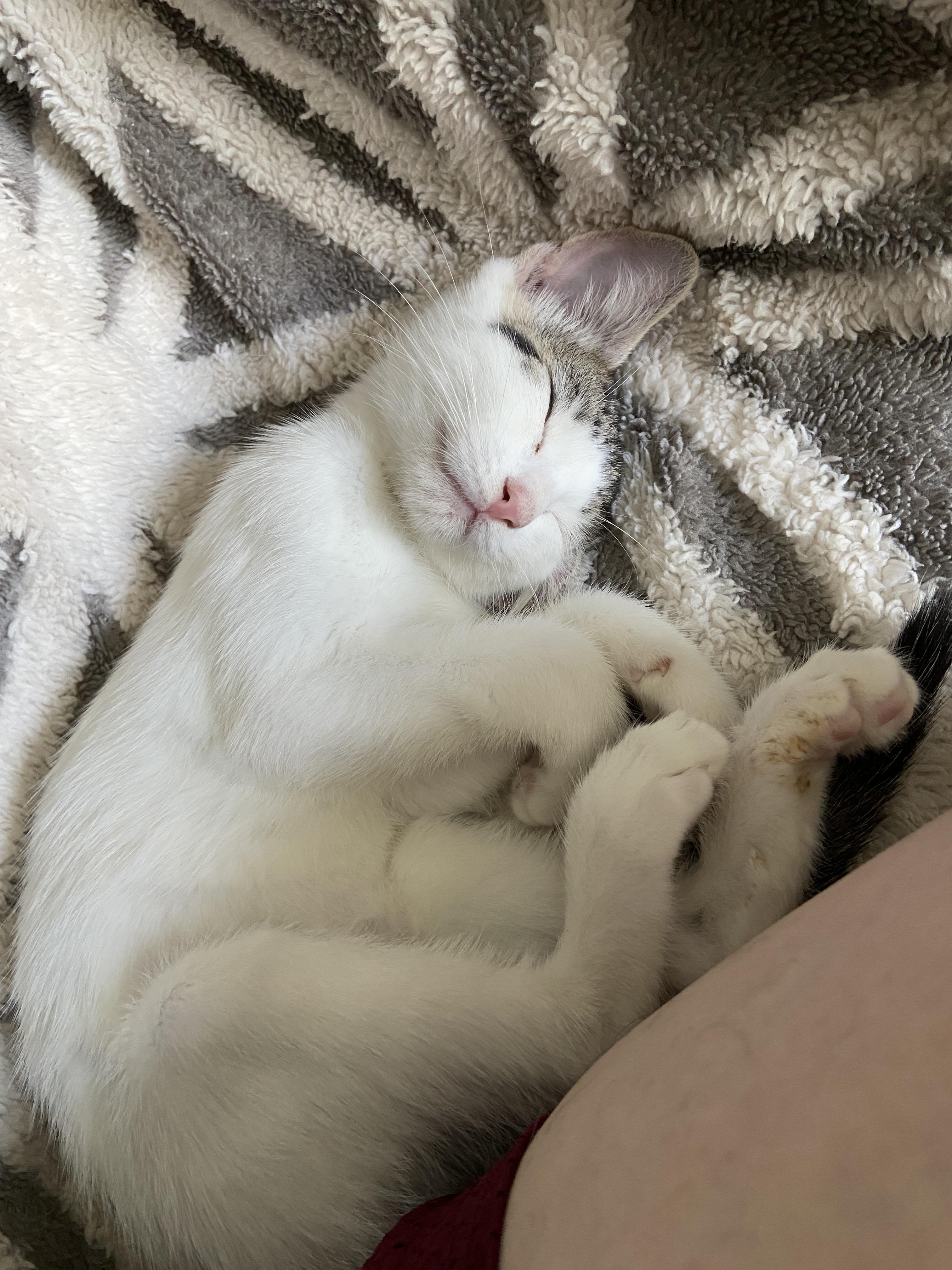 Persephone (bonded with Hermes), a Adoptable Domestic Short Hair in Silverton, OR image 1/4