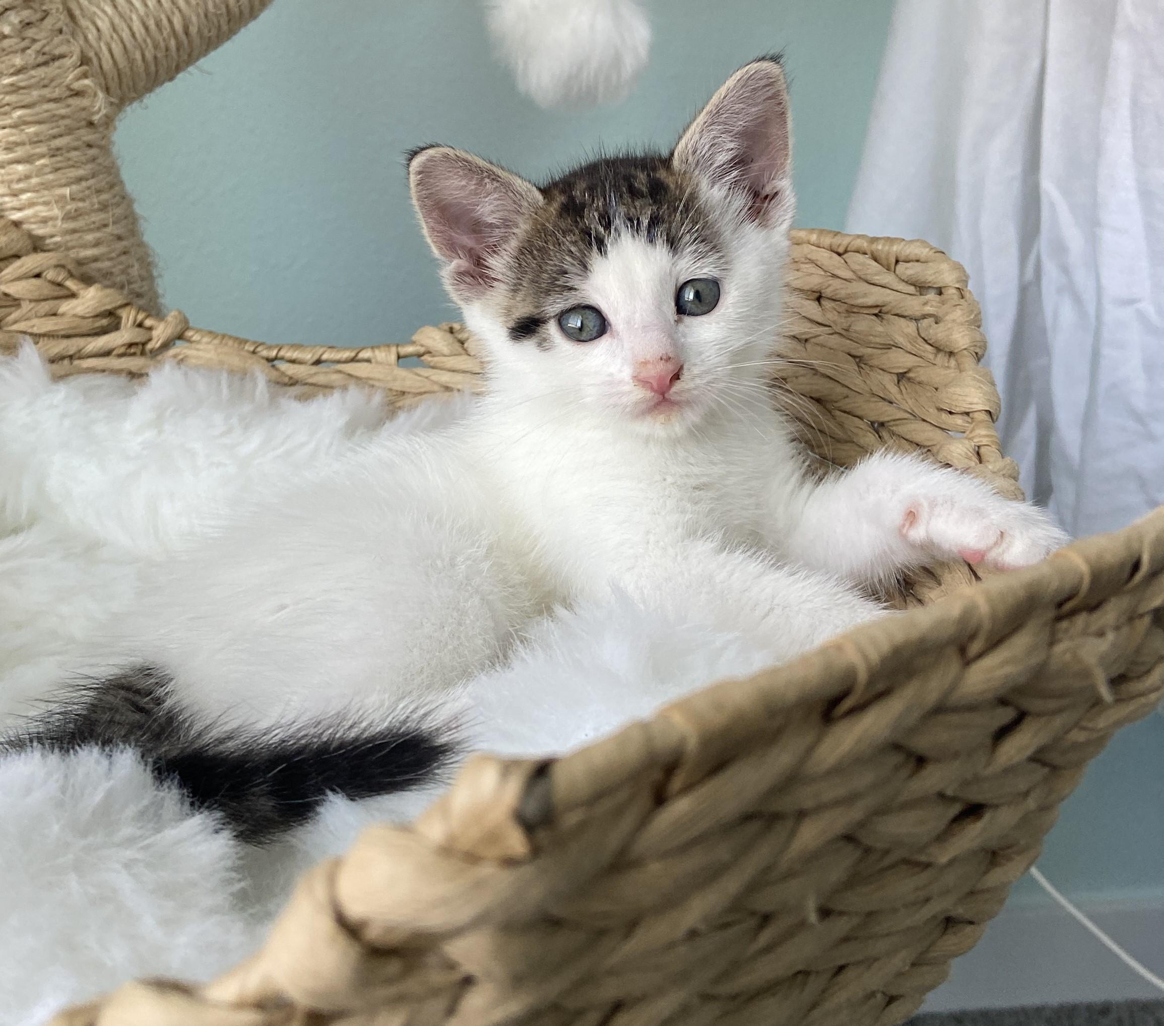 Persephone (bonded with Hermes)