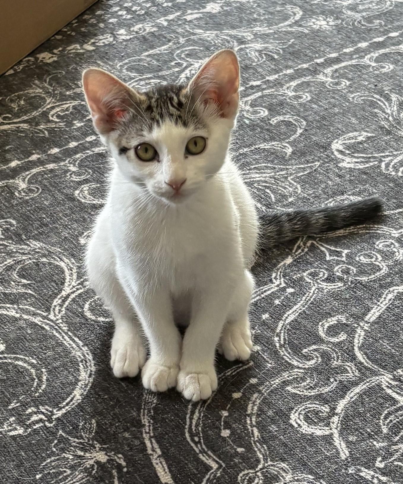 Persephone (bonded with Hermes), a Adoptable Domestic Short Hair in Silverton, OR image 3/4