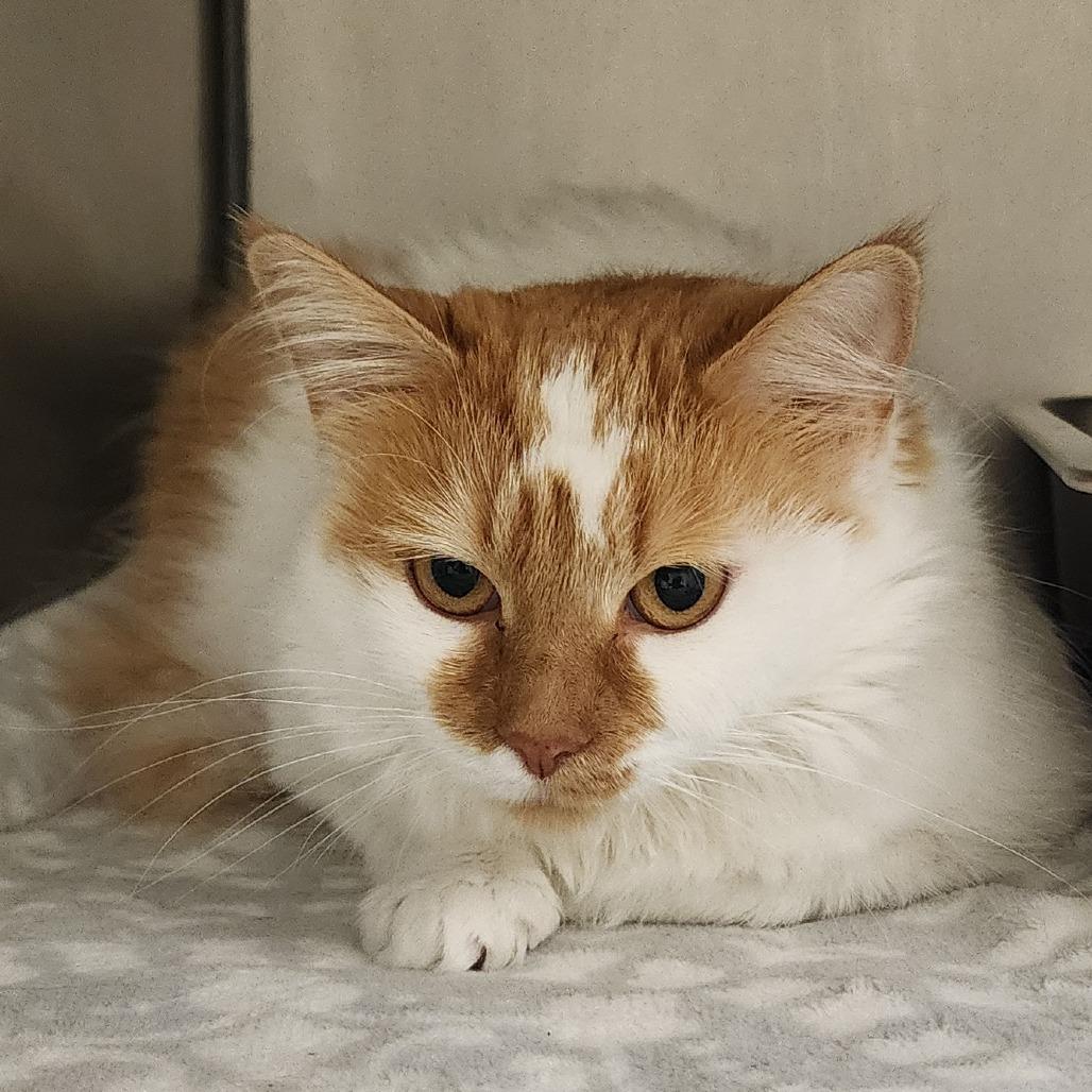 Enlarge Mina, a Adoptable Domestic Long Hair in Elizabeth City, NC image 1/1