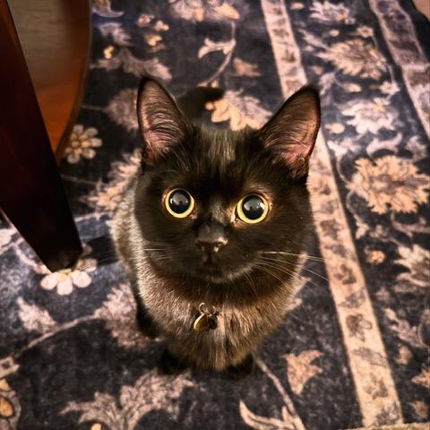 Enlarge Tony, a Adoptable Domestic Medium Hair in Los Angeles, CA image 1/6