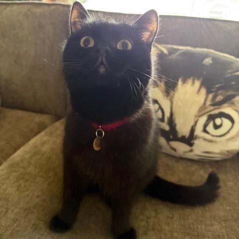 Enlarge Tony, a Adoptable Domestic Medium Hair in Los Angeles, CA image 2/6