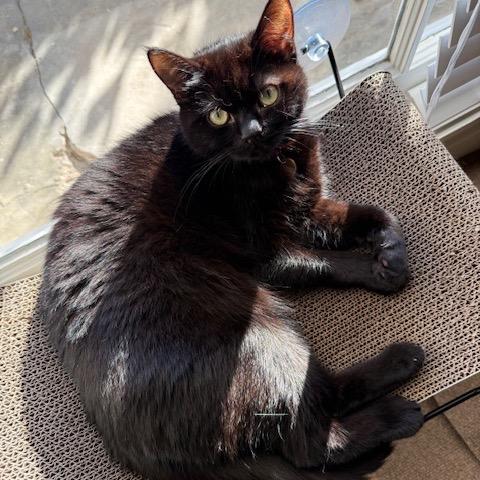 Enlarge Tony, a Adoptable Domestic Medium Hair in Los Angeles, CA image 3/6