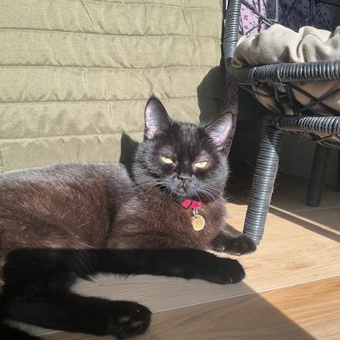 Enlarge Tony, a Adoptable Domestic Medium Hair in Los Angeles, CA image 4/6