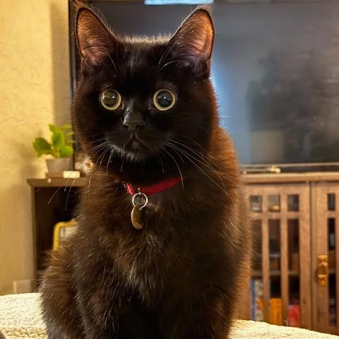 Enlarge Tony, a Adoptable Domestic Medium Hair in Los Angeles, CA image 5/6