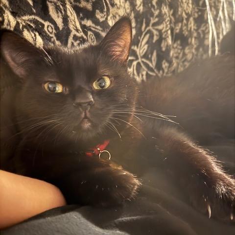 Enlarge Tony, a Adoptable Domestic Medium Hair in Los Angeles, CA image 6/6