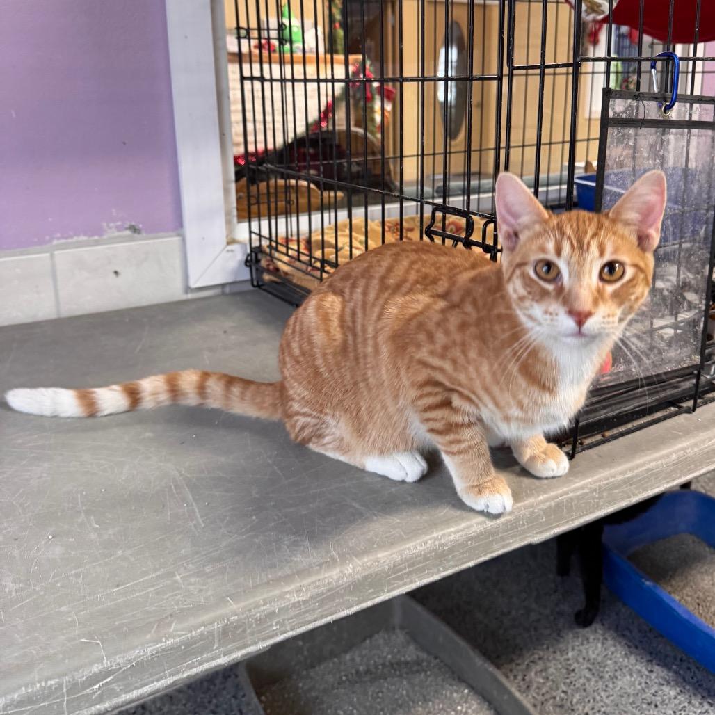 Enlarge Mr Bates (Maggie), a Adoptable Domestic Medium Hair in Mondovi, WI image 1/4