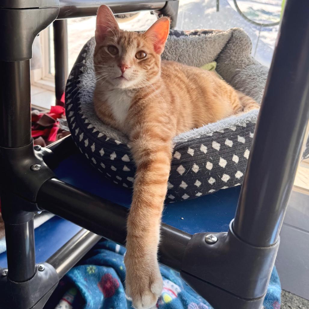 Enlarge Mr Bates (Maggie), a Adoptable Domestic Medium Hair in Mondovi, WI image 2/4