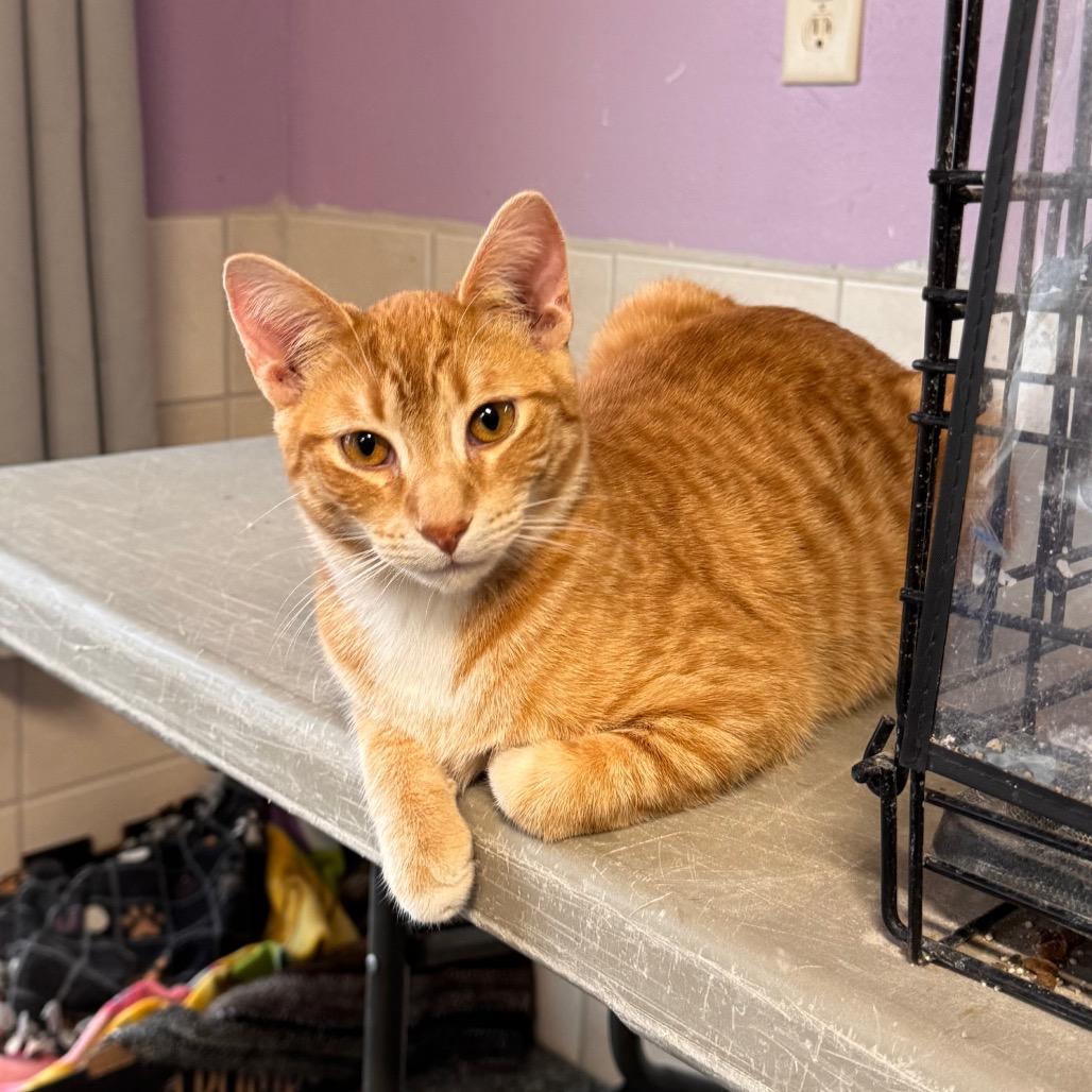 Enlarge Mr Bates (Maggie), a Adoptable Domestic Medium Hair in Mondovi, WI image 3/4