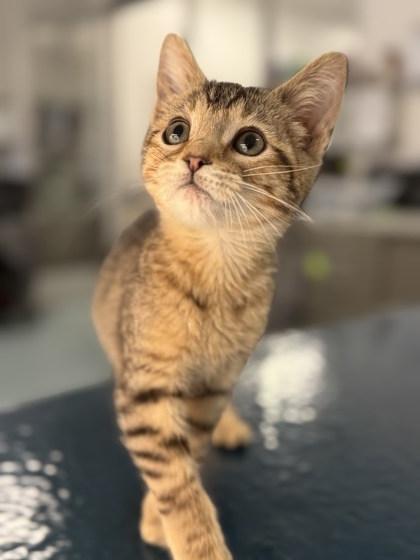 Enlarge Valentina, a Adoptable Domestic Short Hair in Laguna Niguel, CA image 1/3