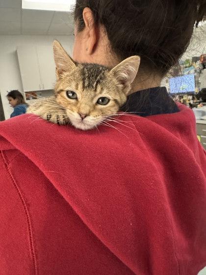 Enlarge Valentina, a Adoptable Domestic Short Hair in Laguna Niguel, CA image 2/3