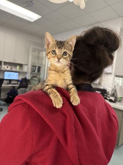 Enlarge Valentina, a Adoptable Domestic Short Hair in Laguna Niguel, CA image 3/3