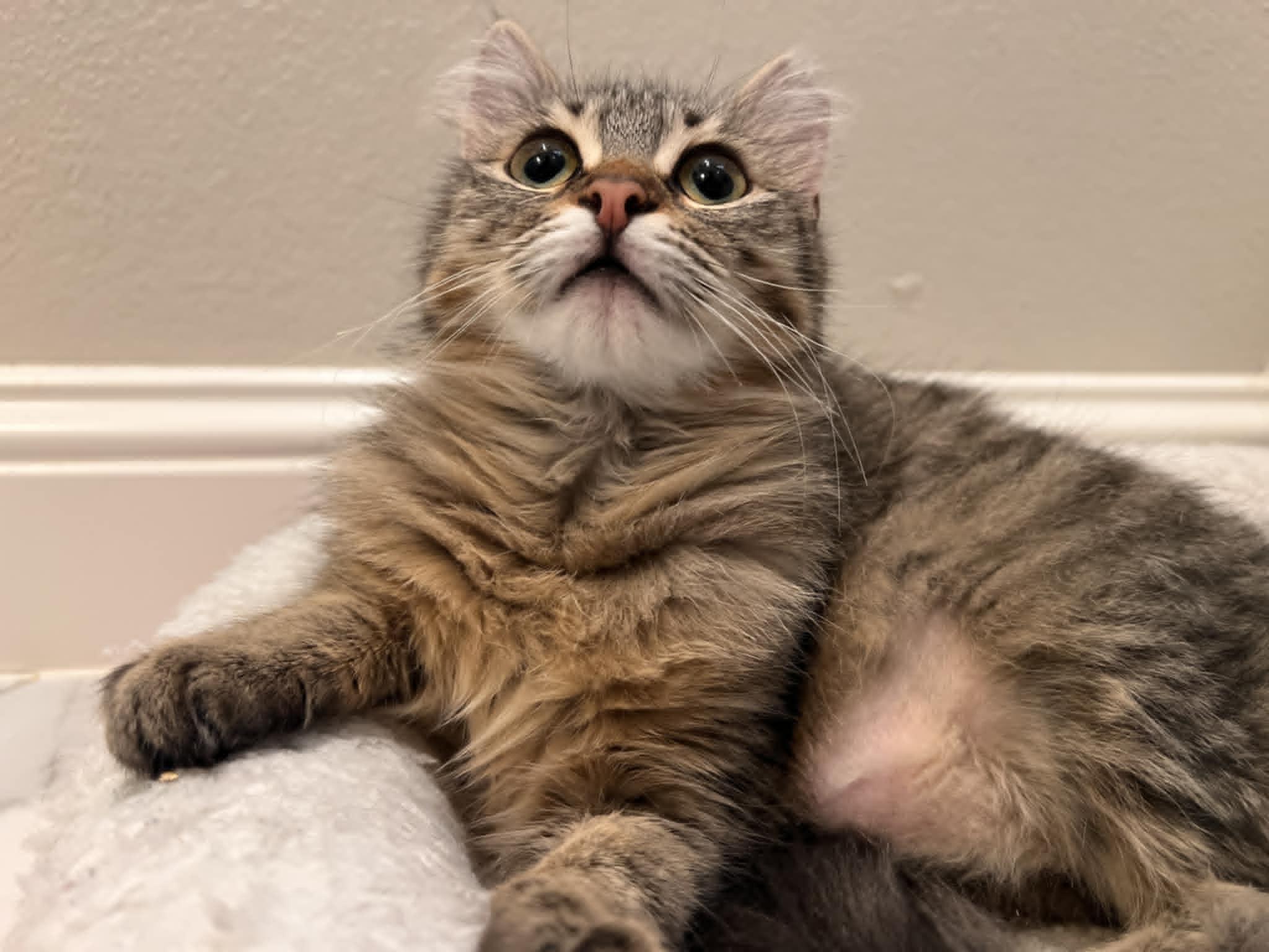 Enlarge Odie, a Adoptable Domestic Medium Hair in Mansfield, TX image 1/3