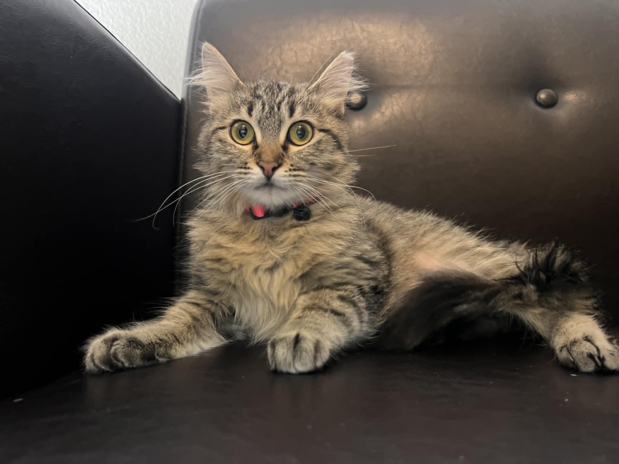 Enlarge Odie, a Adoptable Domestic Medium Hair in Mansfield, TX image 2/3