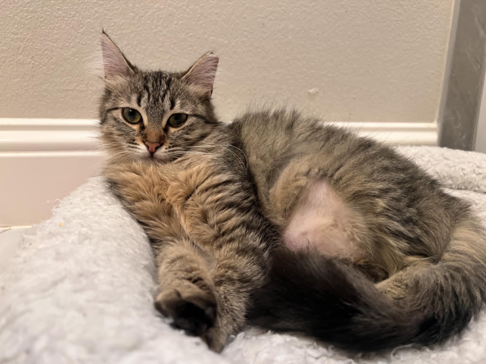 Enlarge Odie, a Adoptable Domestic Medium Hair in Mansfield, TX image 3/3