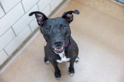 Bella, Adoptable, Adult Female Pit Bull Terrier & Mixed Breed.