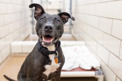 Bella, a Adoptable mixed breed in Golden Valley, MN image 2/3