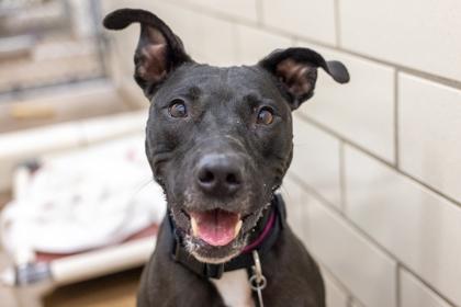 Bella, a Adoptable mixed breed in Golden Valley, MN image 3/3