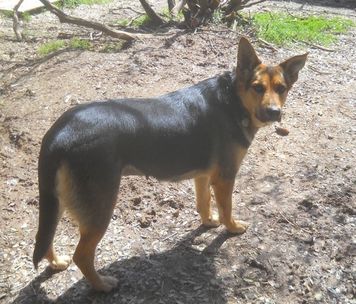 "Mommy"  Female German Shep or mix  --- California photo 3