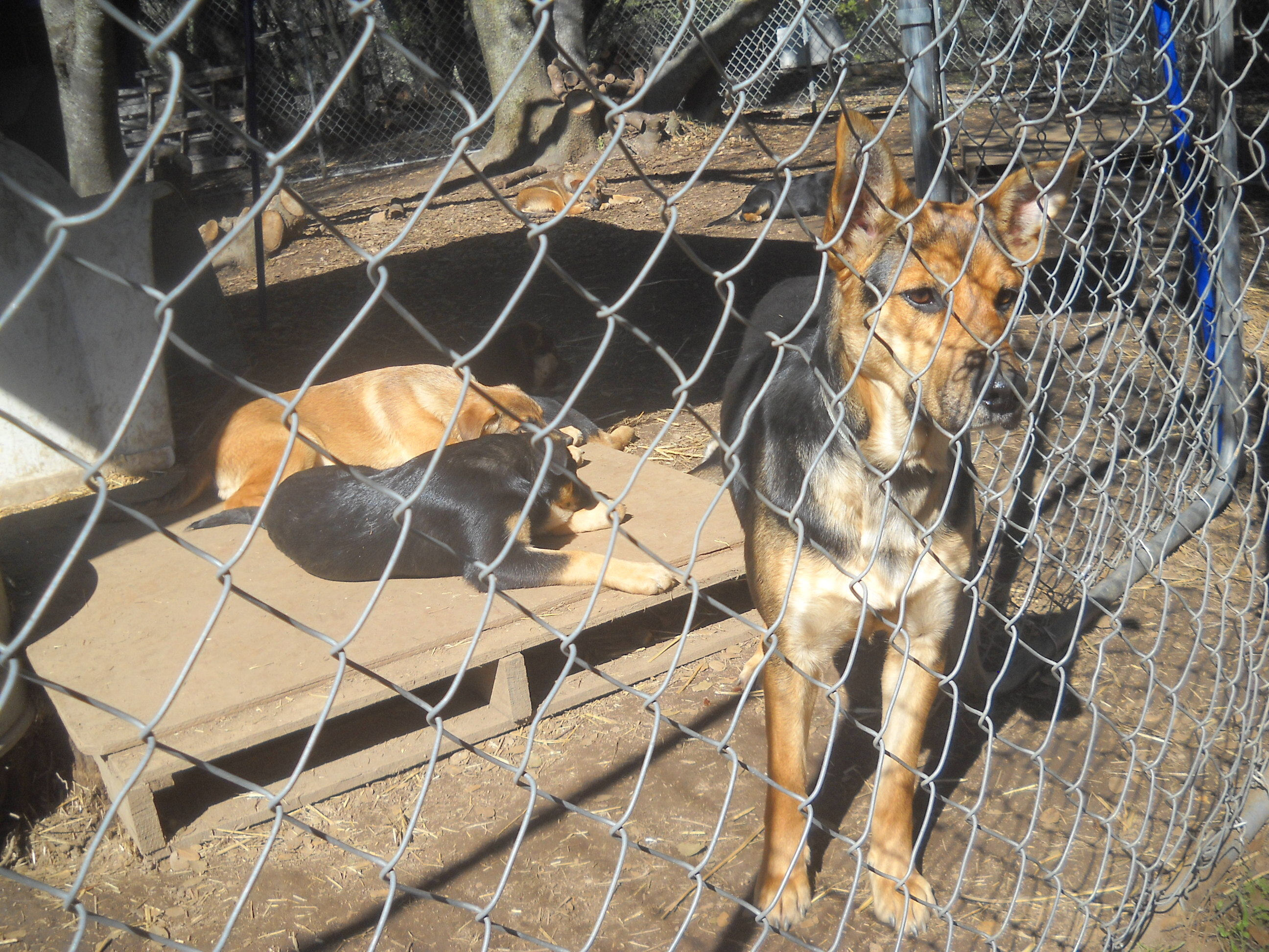 "Mommy"  Female German Shep or mix  --- California photo 2