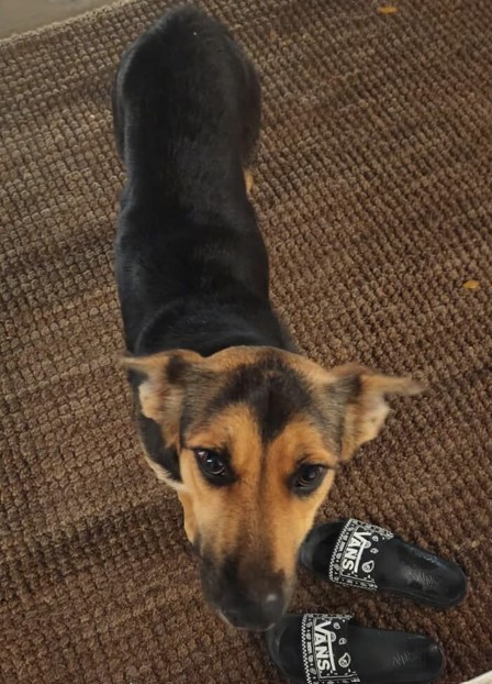 Enlarge "Mommy"  Female German Shep or mix  --- California, a Adoptable German Shepherd Dog in Oakhurst, CA image 3/7