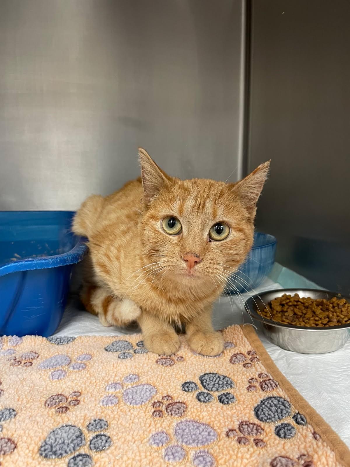 Enlarge Magnolia, an adopted Domestic Short Hair in Mansfield, OH image 1/1