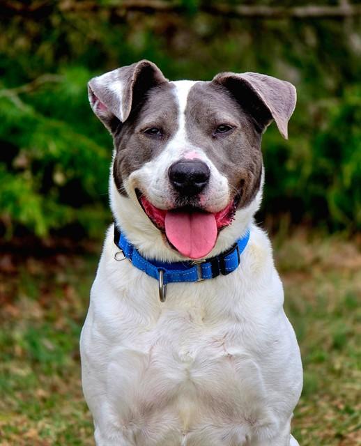 OZZY, Adoptable, Adult Male Pit Bull Terrier & Mixed Breed.