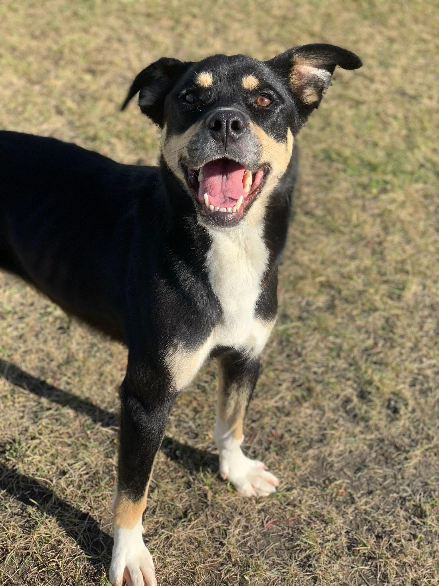 Enlarge Lorelai, a Adoptable Mixed Breed in wetaskiwin, AB image 1/1