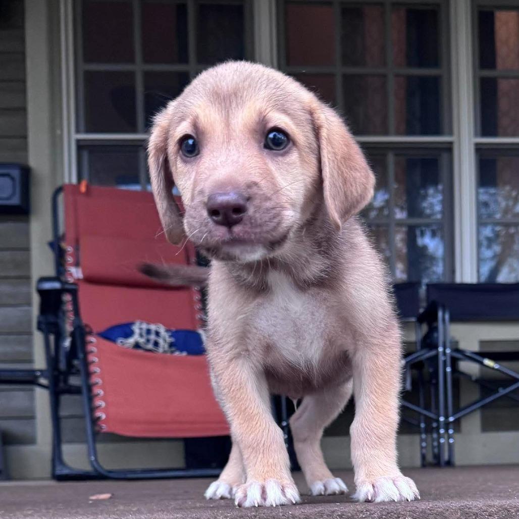 Abel, Adoptable, Puppy Male Chocolate Labrador Retriever & German Shepherd Dog.