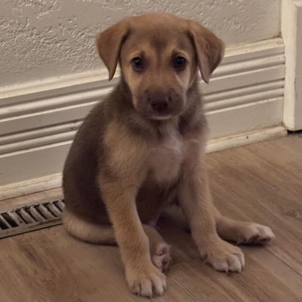Enlarge Abel, a Adoptable mixed breed in Peculiar, MO image 3/4
