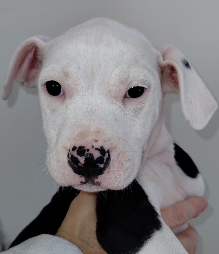 Terri Rose, ADOPTABLE, Puppy Female American Staffordshire Terrier & Boxer.