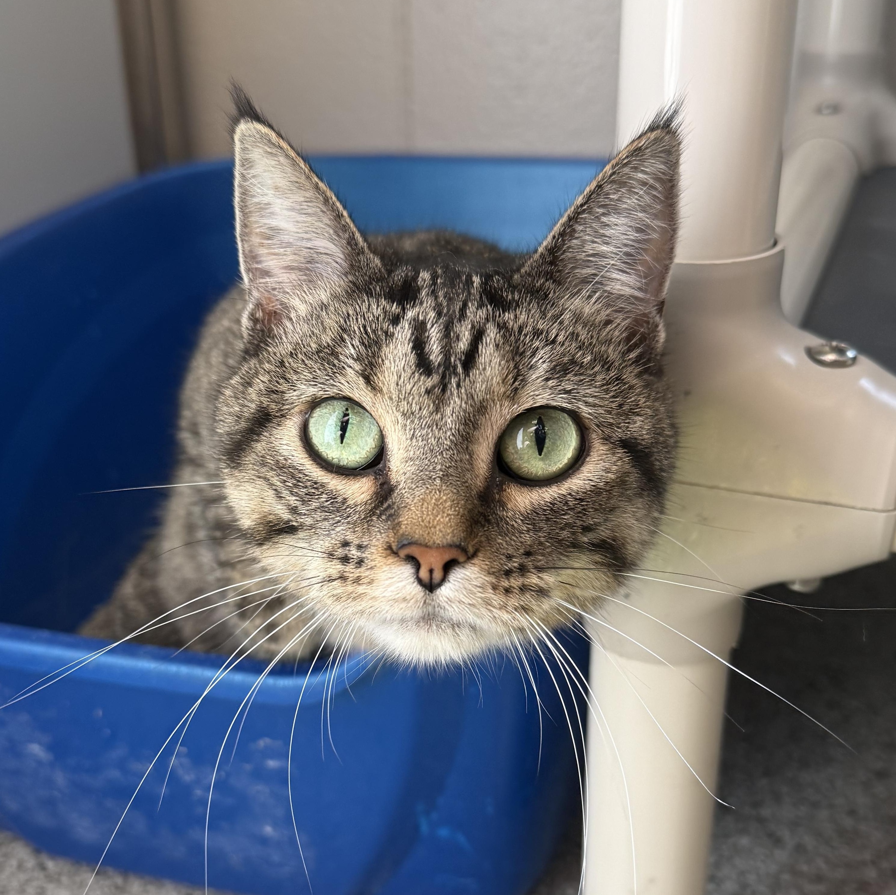 Elsa, ADOPTABLE, Adult Female Domestic Short Hair.